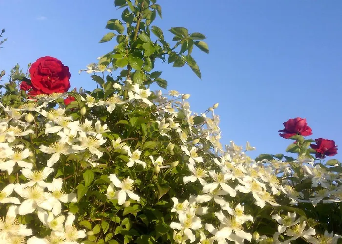 Schau-rhein#1 - On Of Bacharach, Rhineview Apartamento